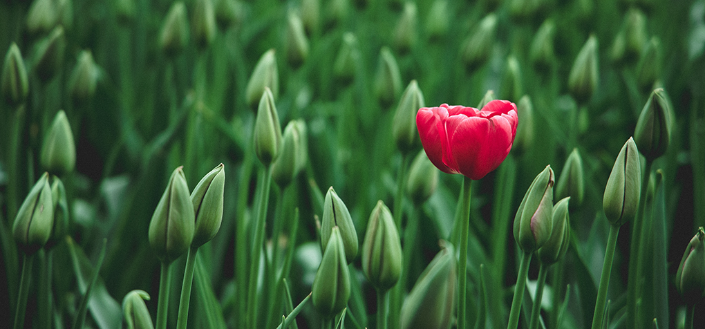 tulip standing tall